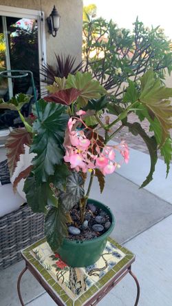 Bella begonia