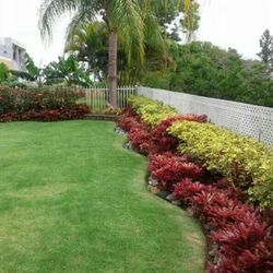 Arbicola Plants 🪴 3gal