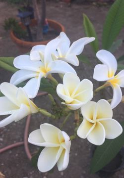 Plumeria white