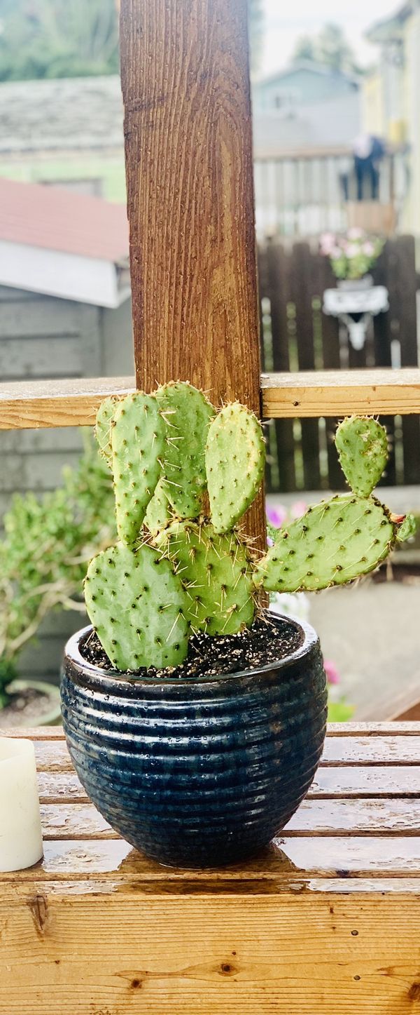 Live outdoor Prickly Pear cactus house plant in a textured ...