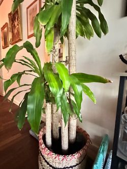 Indoor Palm tree