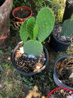 Nopales