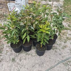Avacado Trees - Cold Hardy - 3gal
