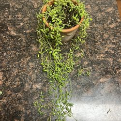 String Of Tears Succulent Plant