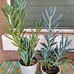  Blue Chalk Sticks Upright Succulent Plant 'Skyscraper'$10 & $7