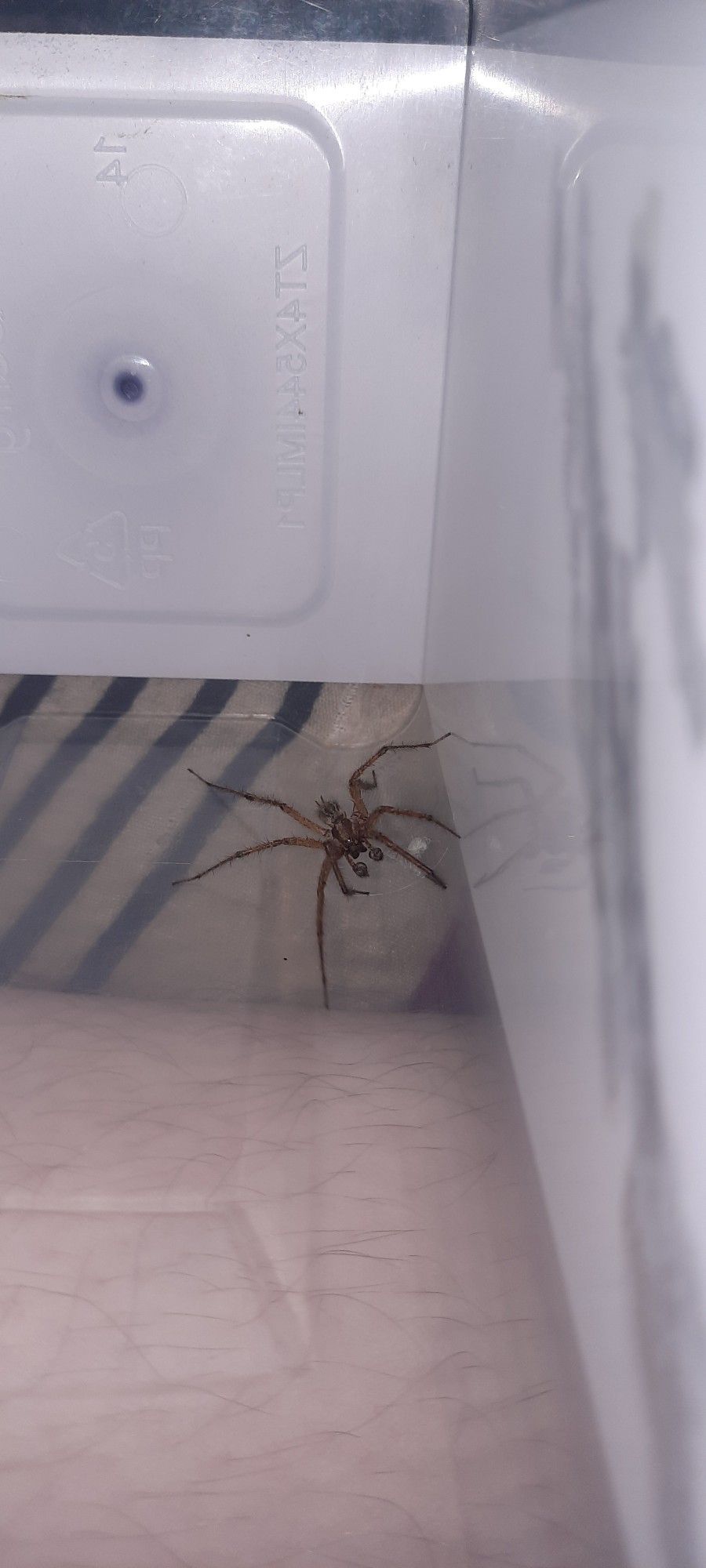 Grass Spider......