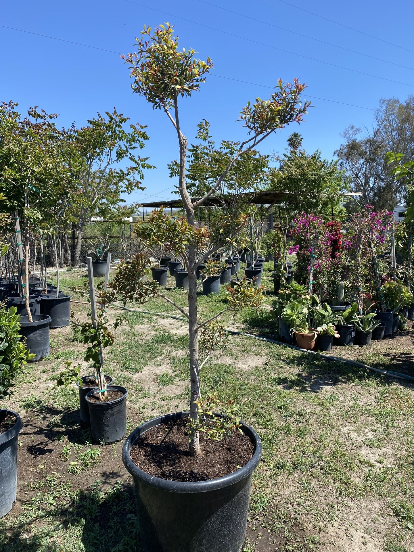 Eugenia Topiary Tree Aprox. 7 Feet Tall, 25 Gal. Pot