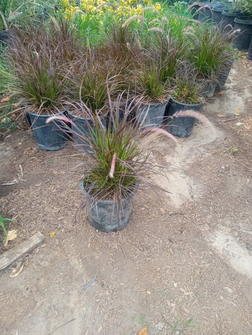 5 Gallon Red Fountain Grass