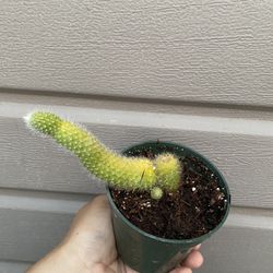 4” monkey tail with pup 