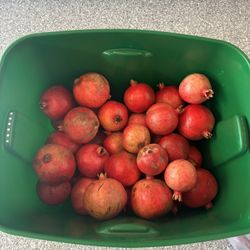 Homegrown pomegranates