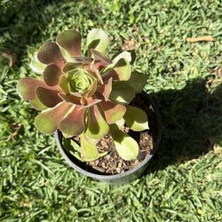 Aeonium