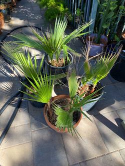 Palms  read discription