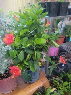 Orange hibiscus 🌺 plants