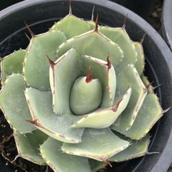 Parry's agave