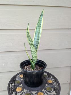 Twist Snake Plant