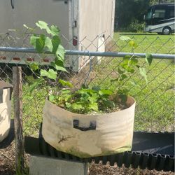 Sweet Potato Plants Or Slips