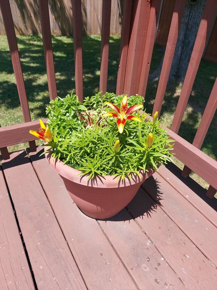 Flower Pot With Flowers
