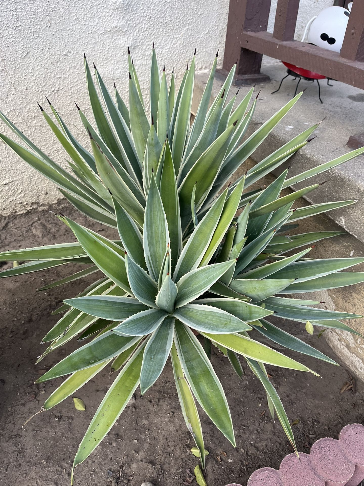 2ft Catcus Plant With Pot