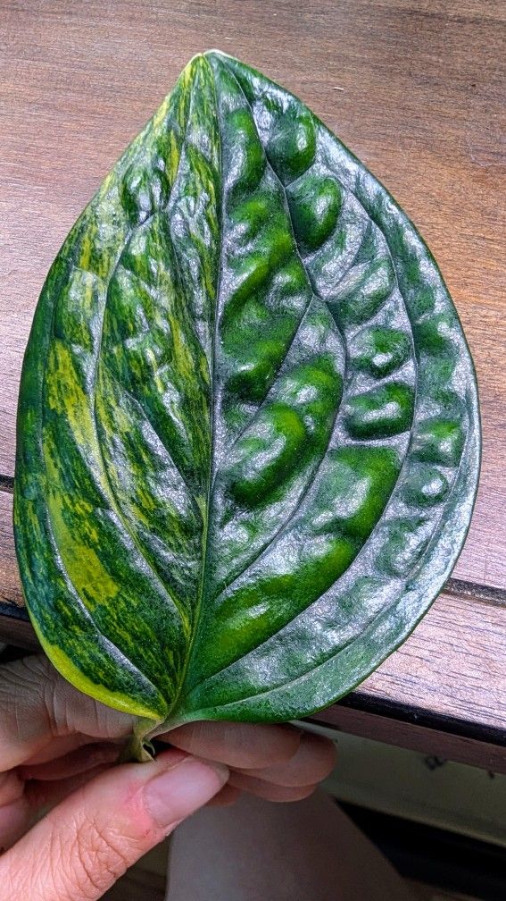 Rare High Variegation Plant: Monstera Peru