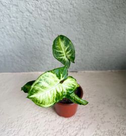 Syngonium plant