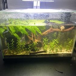 Rimless 10 Gallon Fish Tank 