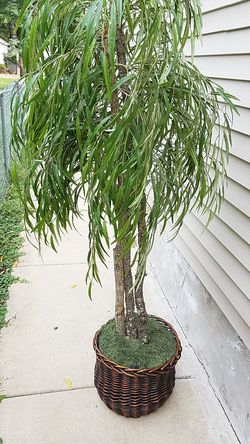Decorative plant 5.5 '