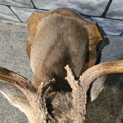 deer stuffed animal interior decoration $120 PHILADELPHIA, PA