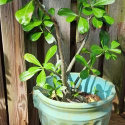 Desert Rose (Adenium) 