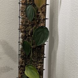 indoor plants sell 