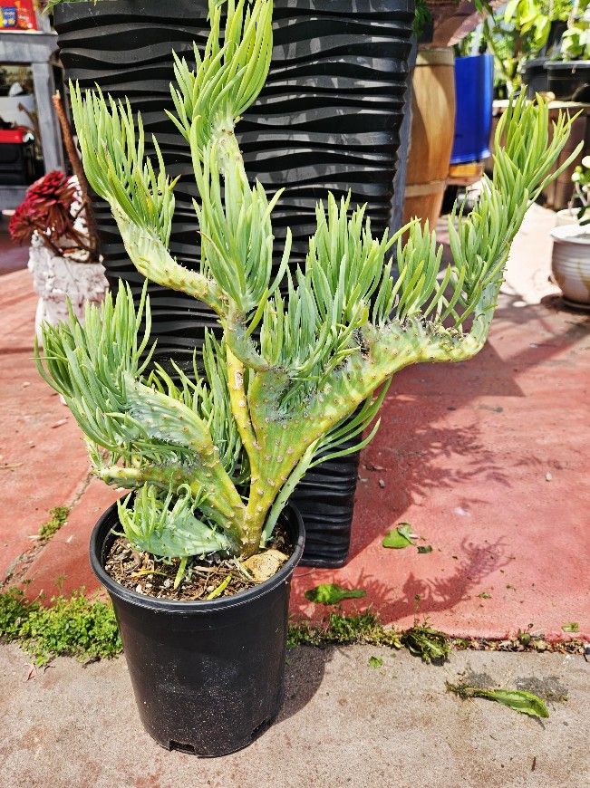 Crested Mermaid tail succulent