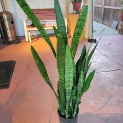 Snake Plant Over 3ft Tall In 5gal Pot