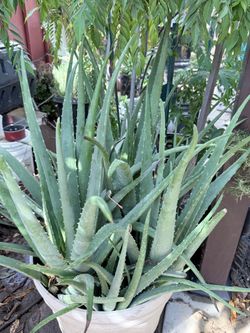Aloe plant