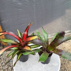 Bromeliad Plant 6" Pot$5 Each