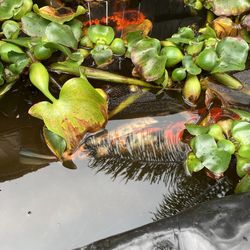 Medium -large - Koi 