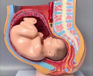 Study Model Human Female Pelvis Section Pregnancy Anatomical Model $20