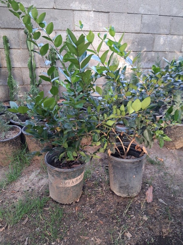 Lagastramos Texanos 5gl 