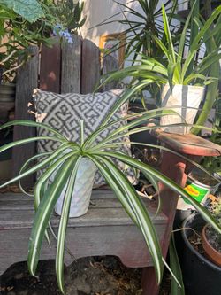 Spider plant in porcelain pot