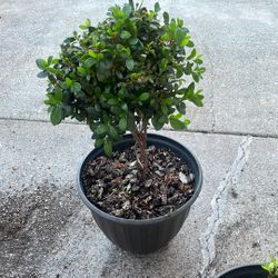 Planta 