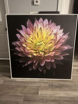 Orange And Purple Dahlia