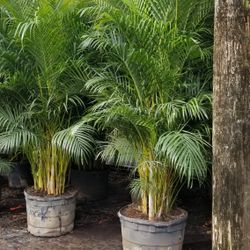 Areca Palms Delivered And Planted