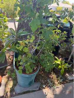 Fig, loquat fruit tree in big pot