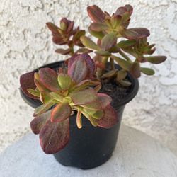 6 Inch Pot Succulent Plant - Sedum Praealtum - Green Cockscomb - Rooted & Established - Drought Resistant - 🪴 