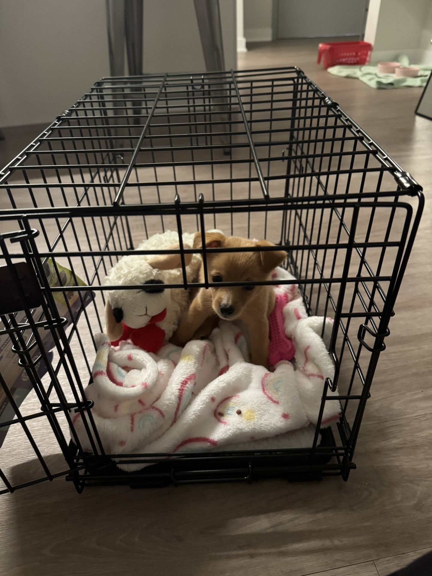 Crate For Small (toy) Breed Dogs!