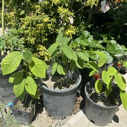 Atemoya Or Cherrimoya Plant