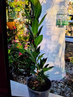 Laurel plant