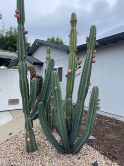 Cactus Clipping - full grown clipping