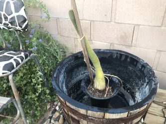 Cactus for sale