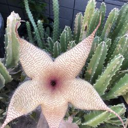 Estrella De Mar