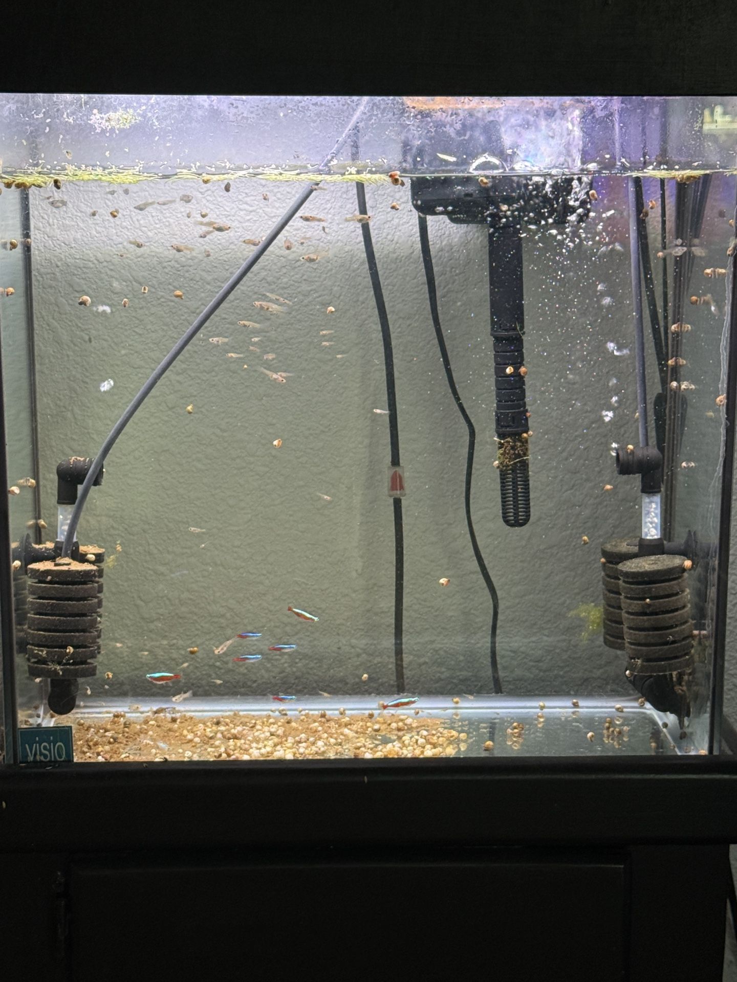 19 Gallon Tall Aquarium