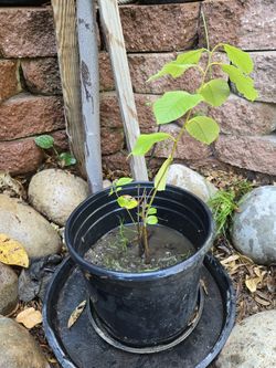 Cheramoya Fruit Tree 2 Ft Tall
